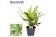 Aglaonema white lance Decorum 