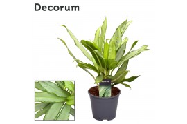 Aglaonema white lance Decorum