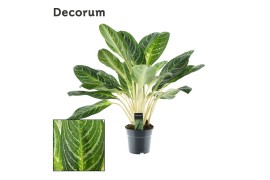 Aglaonema keylime Decorum