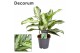 Aglaonema jubilee petit Decorum 