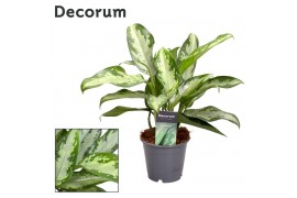 Aglaonema jubilee petit Decorum