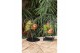Tillandsia Shelly Cube/Ring mix (Small) 