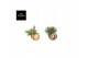 Tillandsia Shelly Cube/Ring Hang (Los) 