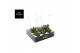 Tillandsia Shelly Cube/Ring Hang (Los) 