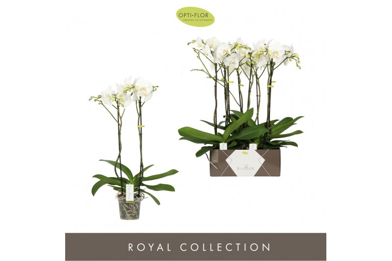 Phalaenopsis wit Bijoux Crystal - 2 tak, 14+ bloem 