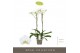 Phalaenopsis wit Bijoux Crystal - 2 tak, 14+ bloem 