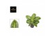 Aglaonema lemon mint 