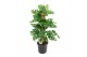 Monstera obliqua monkey mask mosstok 