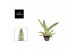 Aglaonema matcha lemon 