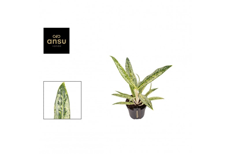 Aglaonema matcha lemon 