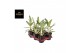 Aglaonema matcha lemon 