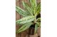 Aglaonema matcha lemon 