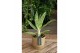 Aglaonema matcha lemon 