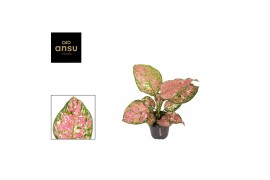 Aglaonema jazzy red