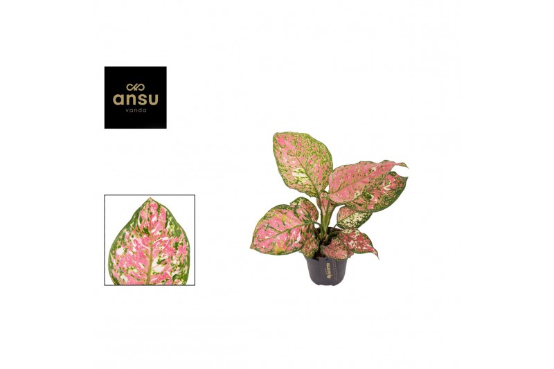 Aglaonema jazzy red 