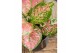 Aglaonema jazzy red 