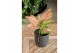 Aglaonema jazzy red 