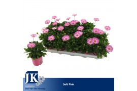 Osteospermum cape daisy softly pink improved Soft Pink - TST