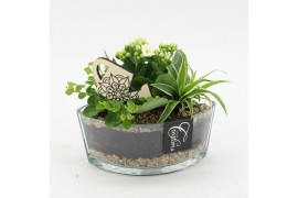Arrangementen kamerplanten ESCR-2531W Essentials 3 pp