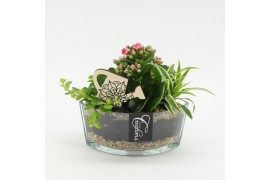 Arrangementen kamerplanten ESCR-2531RZ Essentials 3 pp