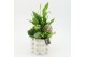 Arrangementen kamerplanten ESCR-2524 Essentials 3 pp 