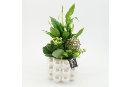 Arrangementen kamerplanten ESCR-2524 Essentials 3 pp