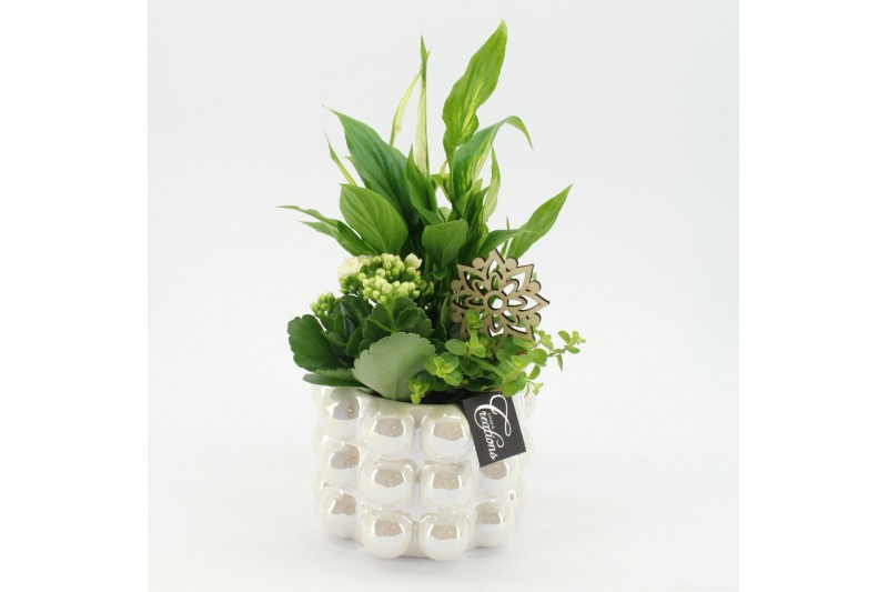 Arrangementen kamerplanten ESCR-2524 Essentials 3 pp Arrangementen kamerplanten ESCR-2524 Essentials 3 pp