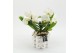 Phalaenopsis PHALMD-2526W Phalaenopsis Moederdag 1 pp 