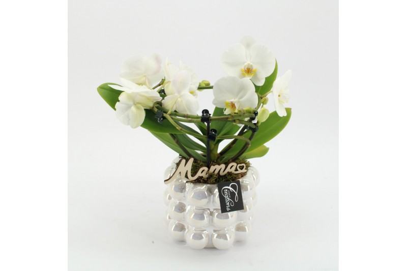 Phalaenopsis PHALMD-2526W Phalaenopsis Moederdag 1 pp Phalaenopsis PHALMD-2526W Phalaenopsis Moederdag 1 pp