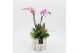 Phalaenopsis PHALMD-2523RZ Phalaenopsis Moederdag 3 pp 