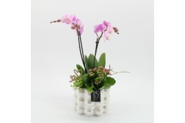 Phalaenopsis PHALMD-2523RZ Phalaenopsis Moederdag 3 pp