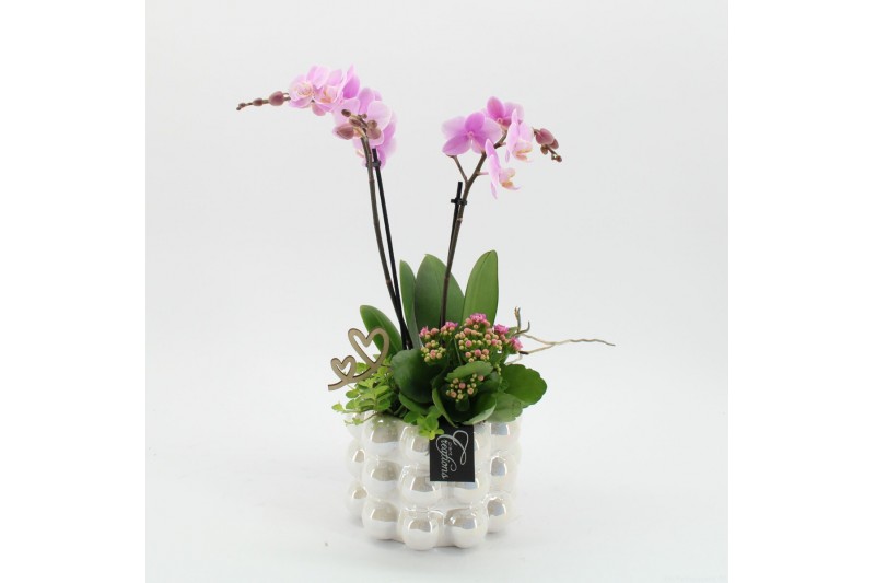 Phalaenopsis PHALMD-2523RZ Phalaenopsis Moederdag 3 pp Phalaenopsis PHALMD-2523RZ Phalaenopsis Moederdag 3 pp
