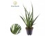 Sansevieria kirkii friends Sansevieria kirkii Friends P12 