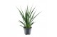 Sansevieria kirkii friends 