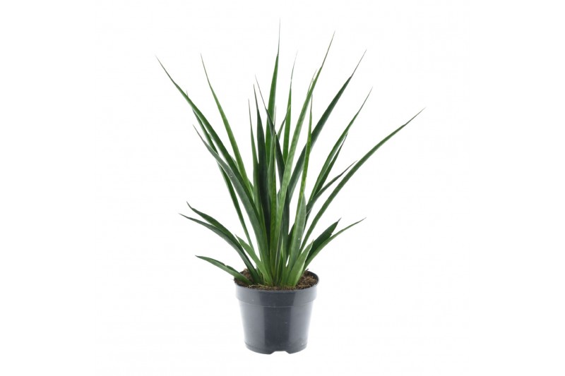 Sansevieria kirkii friends 