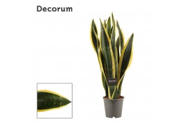 Sansevieria trifasciata back gold decorum