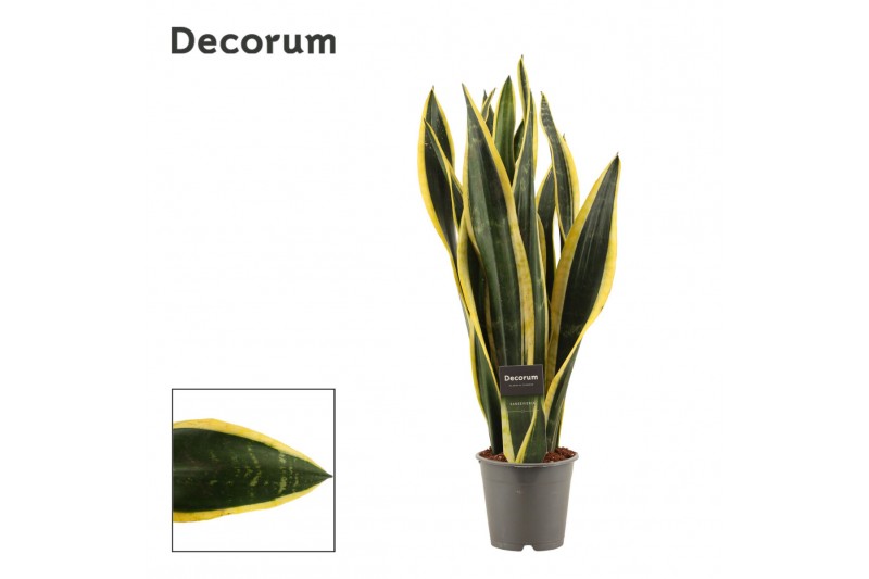 Sansevieria trifasciata back gold decorum Sansevieria trifasciata back gold decorum