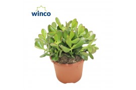 Crassula ovata