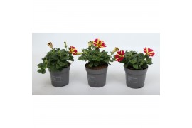 Petunia amore queen of hearts