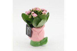 Arrangementen kamerplanten MDCR-2524 Moederdag creatie 1 pp