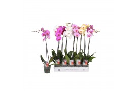 Phalaenopsis mix 1 tak - 9+ bloemen