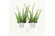 Aloe vera in liv keramiek 