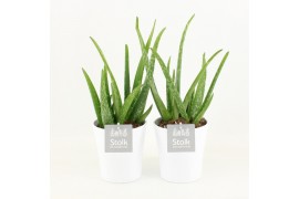 Aloe vera in liv keramiek