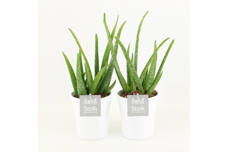 Aloe vera in liv keramiek 