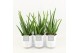 Aloe vera in liv keramiek 