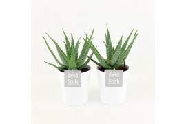 Aloe arborescens in liv keramiek