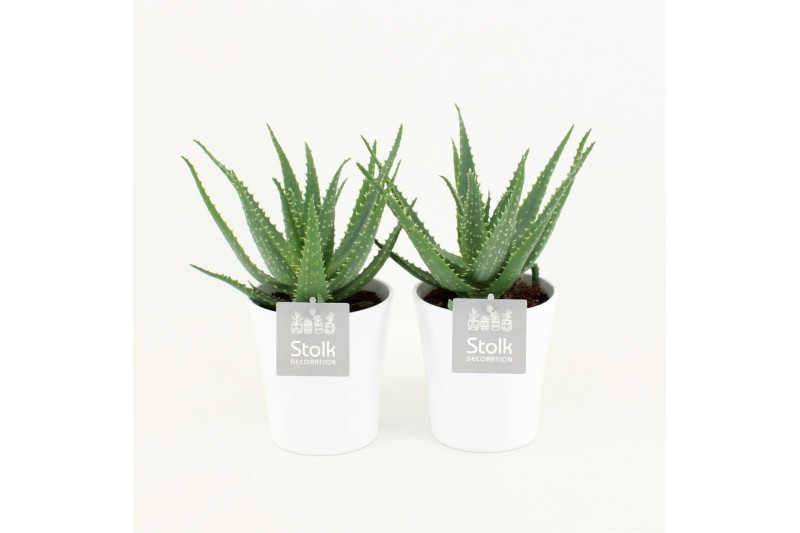 Aloe arborescens in liv keramiek 