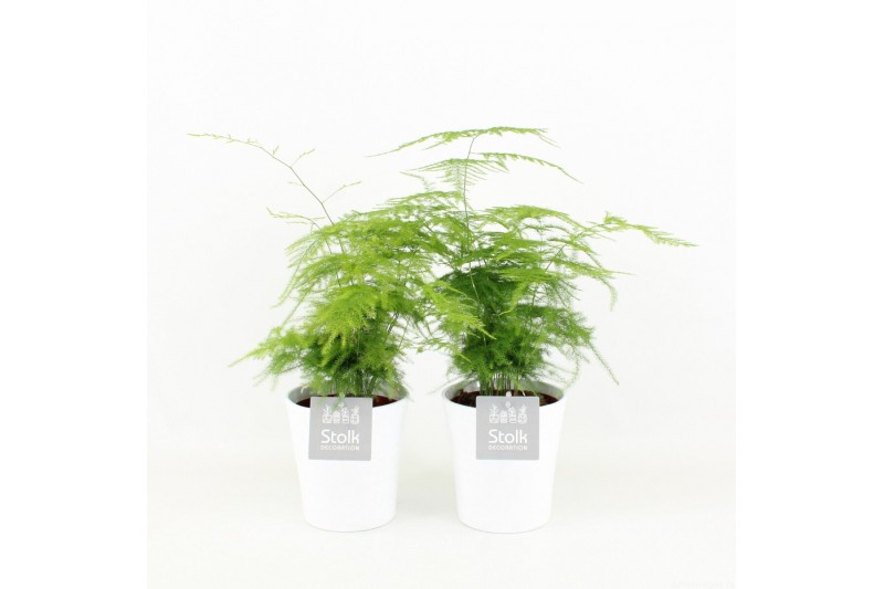 Asparagus setaceus in liv keramiek 