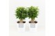 Ficus benjamina natasja in liv keramiek 