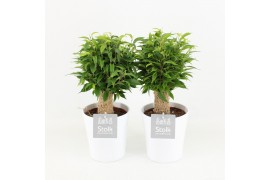 Ficus benjamina natasja in liv keramiek
